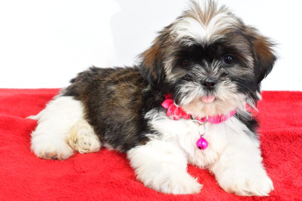 Miss Lindy The Shihtzu - Image 6