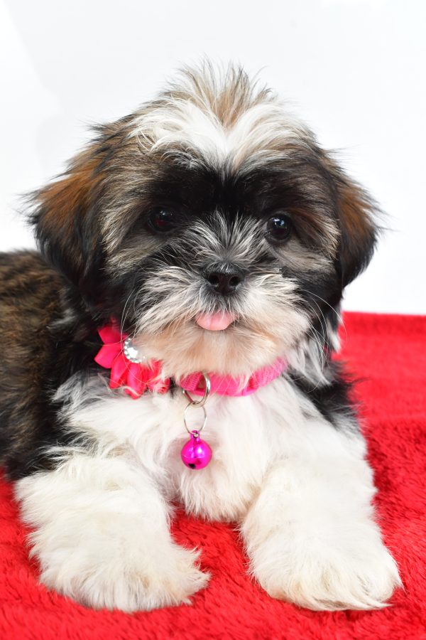 Miss Lindy The Shihtzu - Image 3