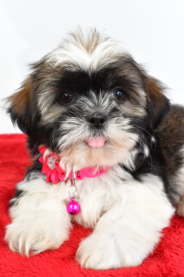 Miss Lindy The Shihtzu - Image 4