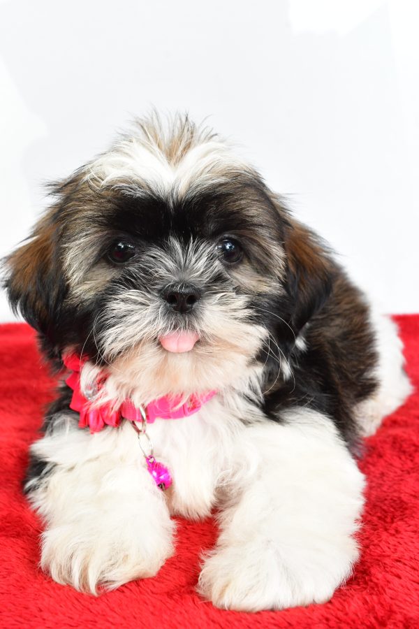 Miss Lindy The Shihtzu - Image 7
