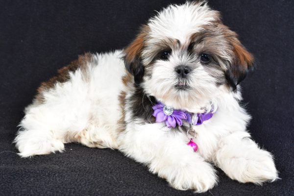Miss Lizzy The Shihtzu - Image 6