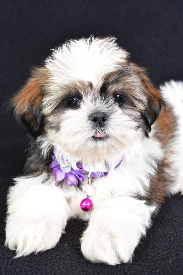 Miss Lizzy The Shihtzu - Image 4