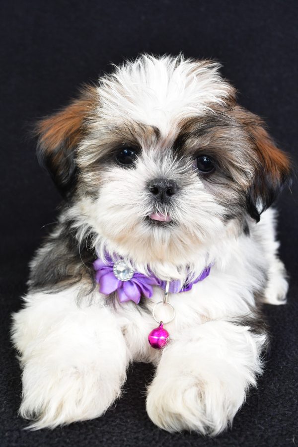 Miss Lizzy The Shihtzu - Image 3