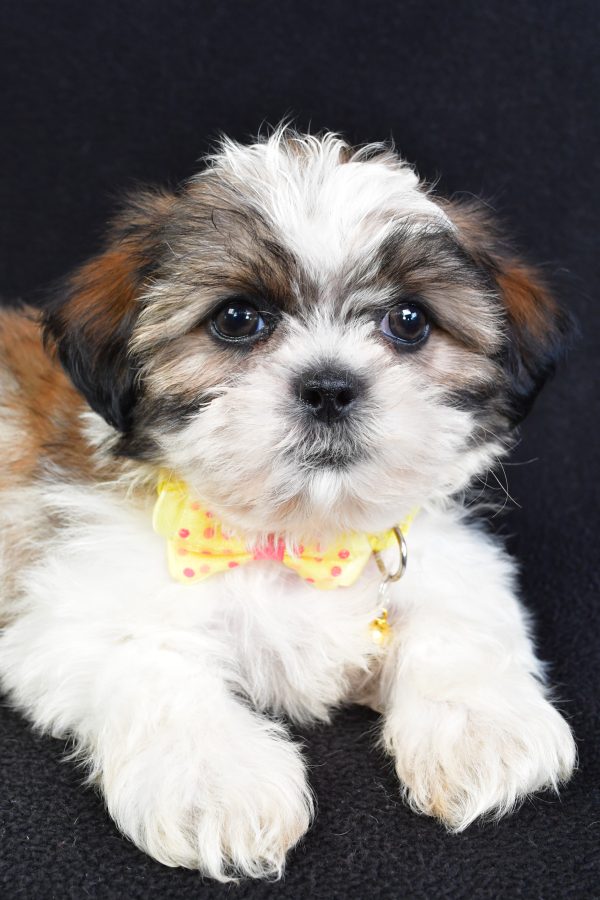 Mr Logan The Shihtzu - Image 6
