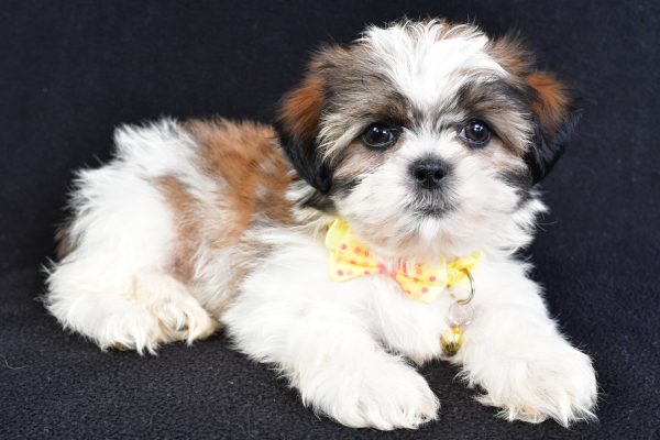 Mr Logan The Shihtzu - Image 9