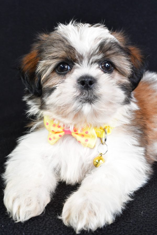 Mr Logan The Shihtzu - Image 7