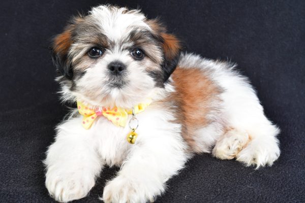 Mr Logan The Shihtzu - Image 8