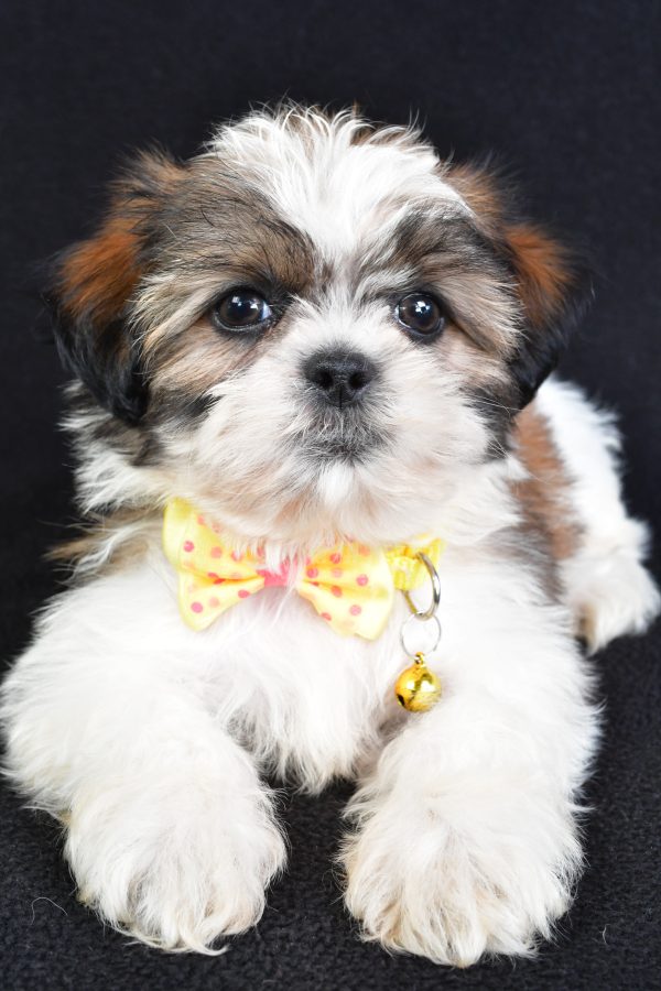 Mr Logan The Shihtzu - Image 5