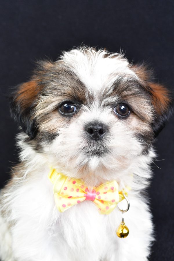 Mr Logan The Shihtzu - Image 2