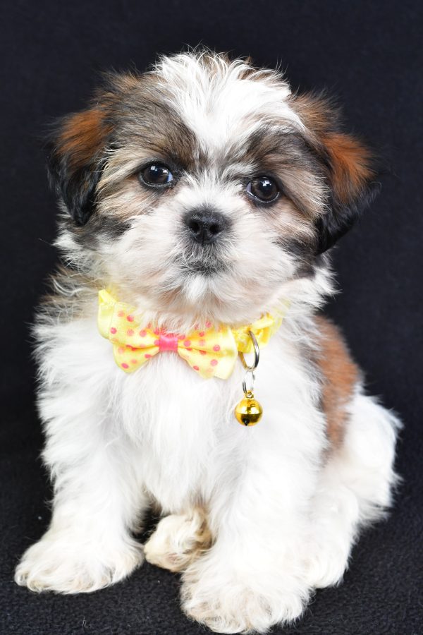 Mr Logan The Shihtzu - Image 3