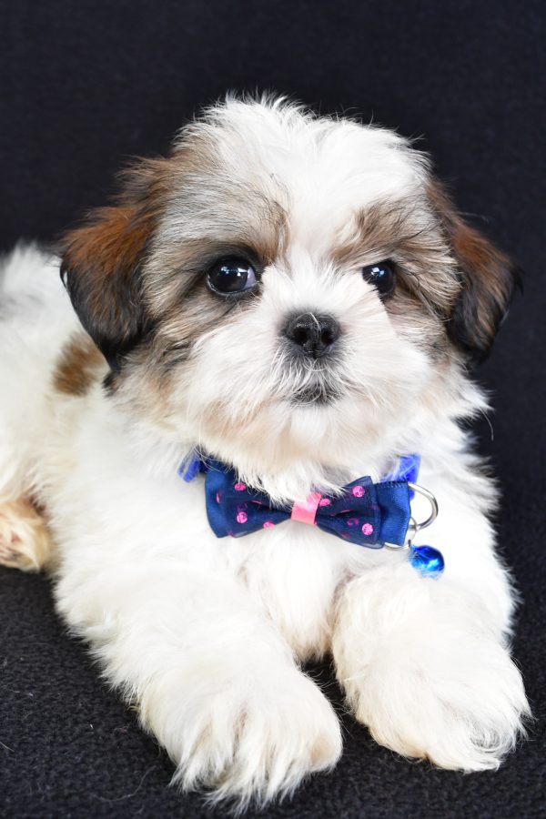 Mr Lennie The Shihtzu - Image 4