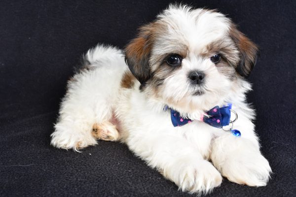 Mr Lennie The Shihtzu - Image 6