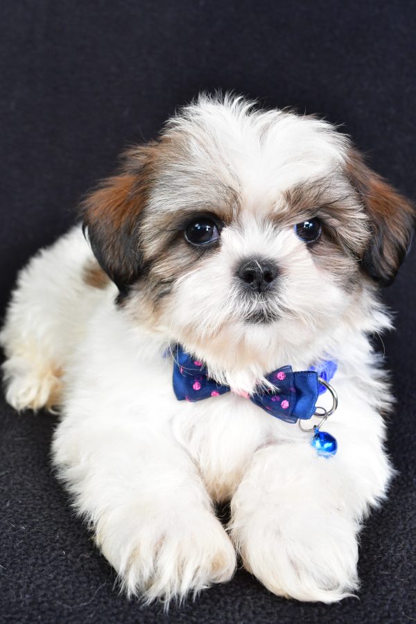 Mr Lennie The Shihtzu - Image 5