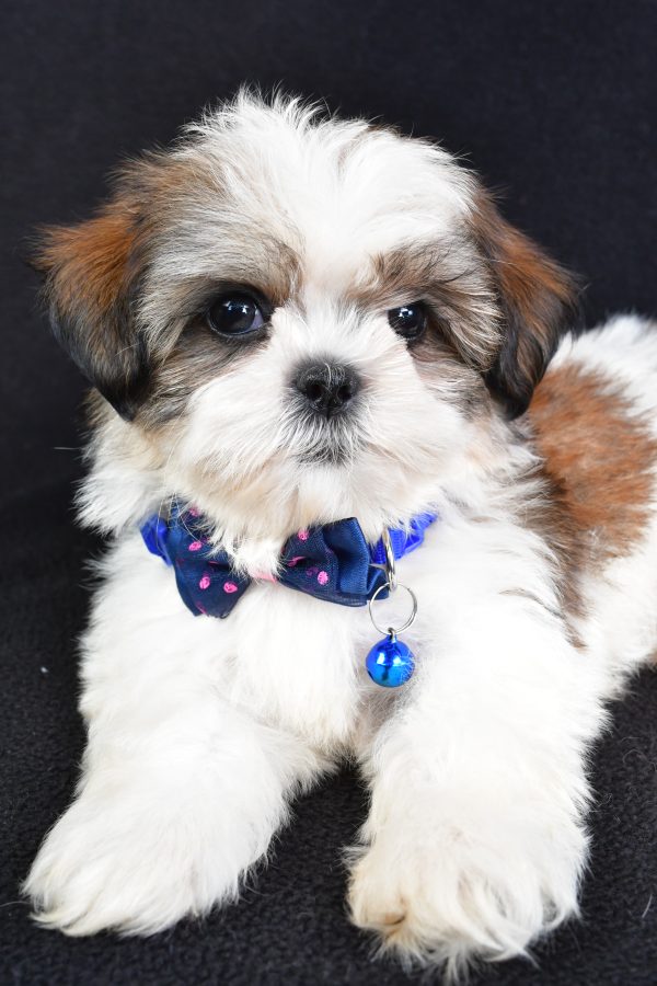 Mr Lennie The Shihtzu - Image 3