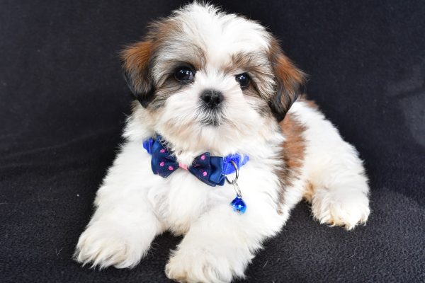 Mr Lennie The Shihtzu - Image 7