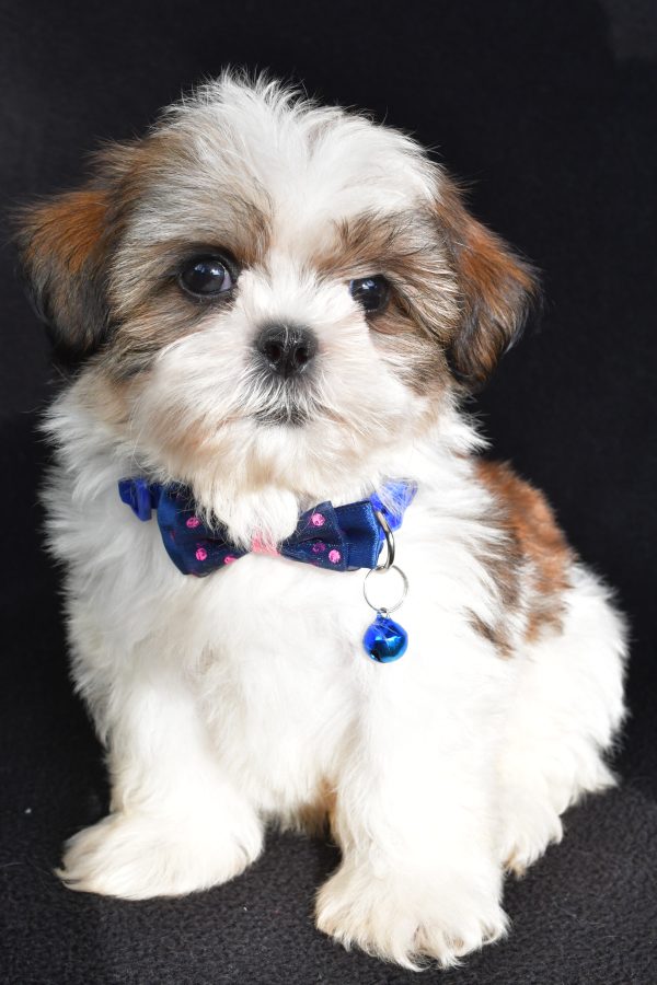Mr Lennie The Shihtzu - Image 2