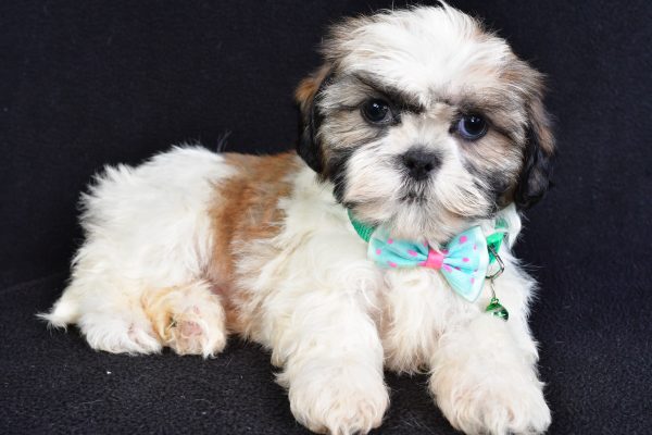 Mr Theadore The Shihtzu - Image 7