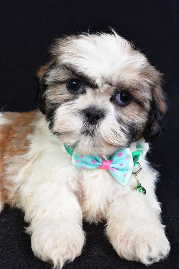 Mr Theadore The Shihtzu - Image 4
