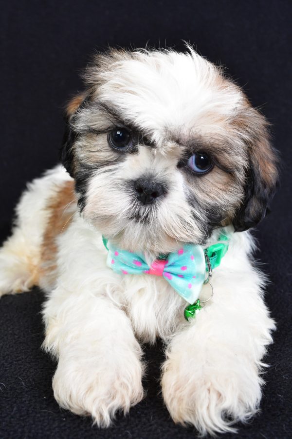 Mr Theadore The Shihtzu - Image 5