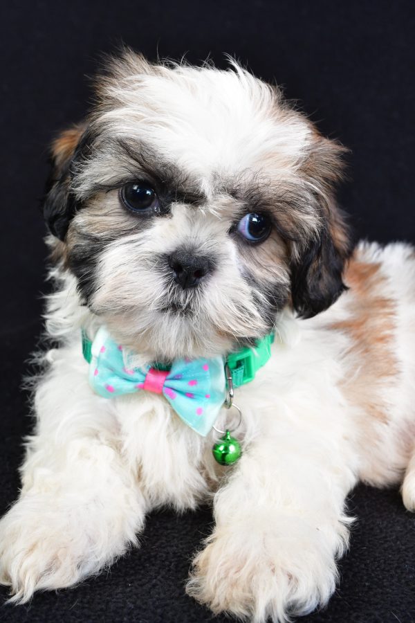 Mr Theadore The Shihtzu - Image 3