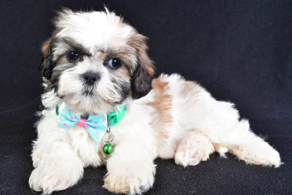 Mr Theadore The Shihtzu - Image 6
