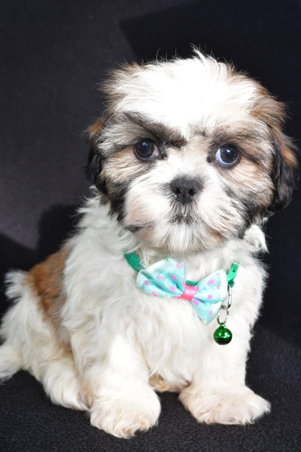 Mr Theadore The Shihtzu