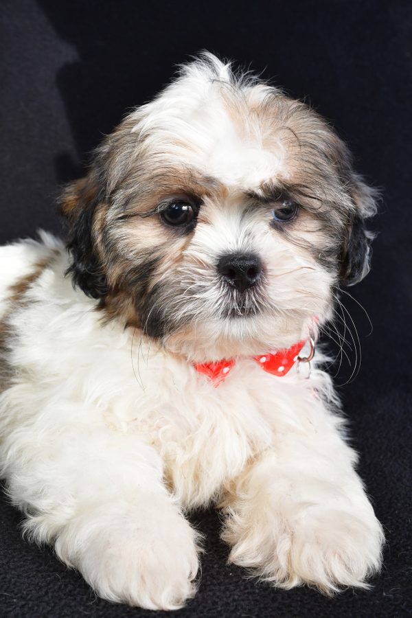 Mr Turbo The Shihtzu - Image 3