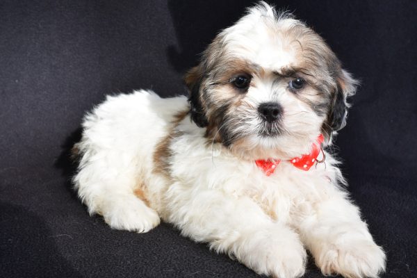 Mr Turbo The Shihtzu - Image 6
