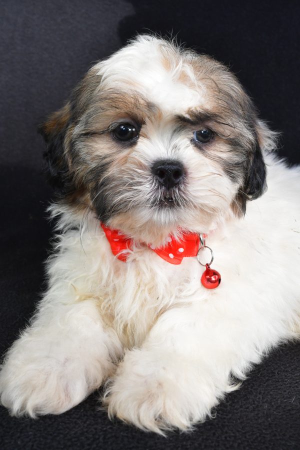 Mr Turbo The Shihtzu - Image 4