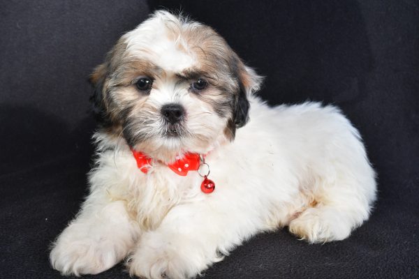 Mr Turbo The Shihtzu - Image 7