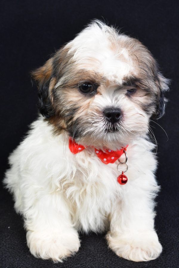 Mr Turbo The Shihtzu - Image 2