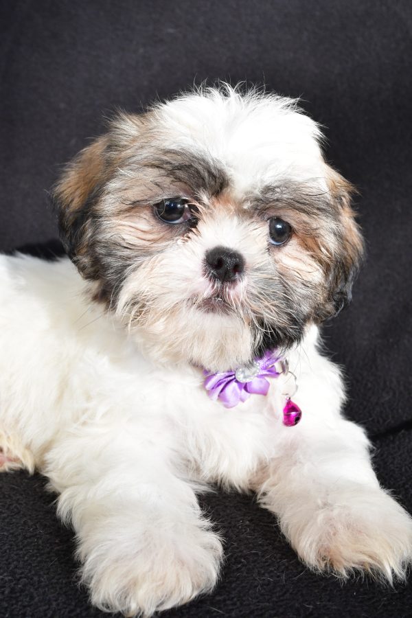 Miss Twinkle The Shihtzu - Image 4