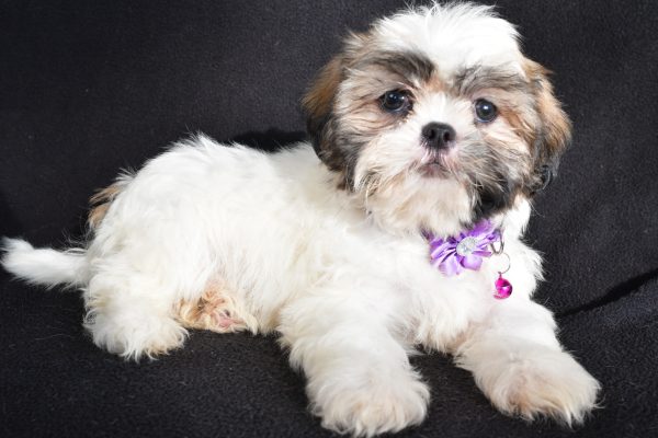 Miss Twinkle The Shihtzu - Image 6