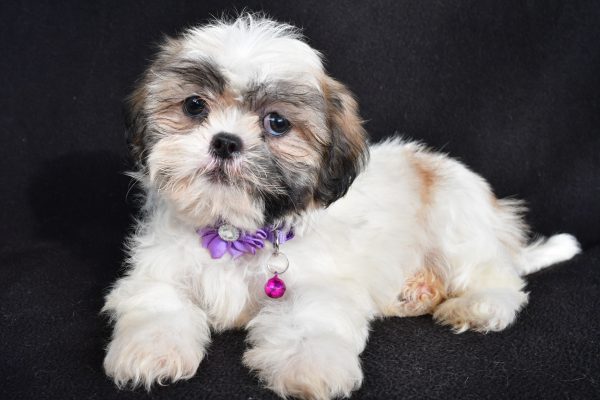 Miss Twinkle The Shihtzu - Image 7
