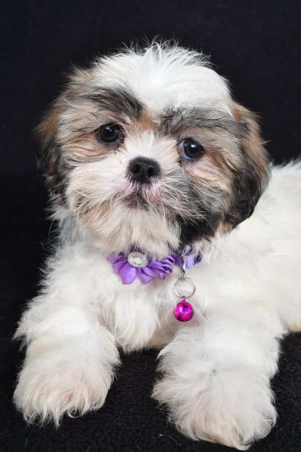 Miss Twinkle The Shihtzu - Image 3