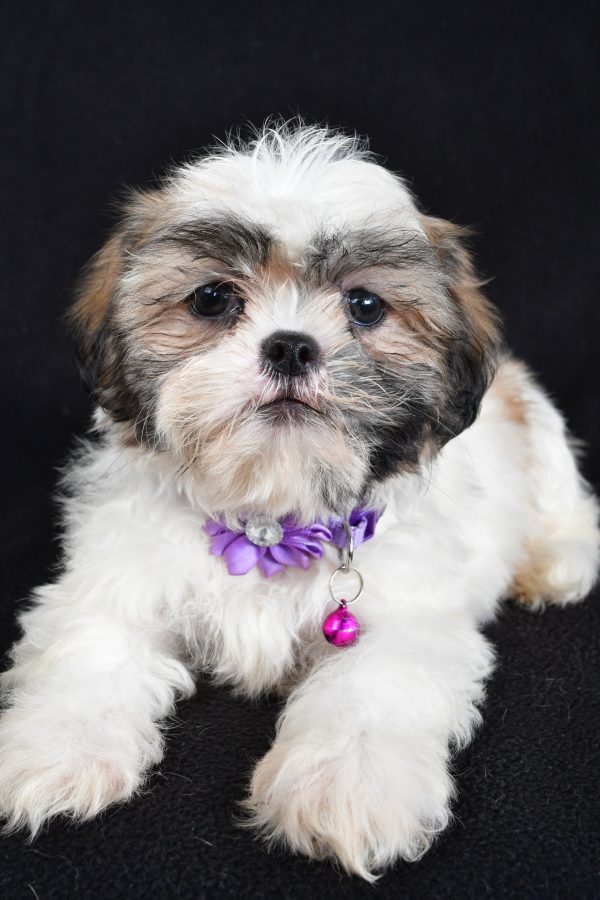 Miss Twinkle The Shihtzu - Image 5