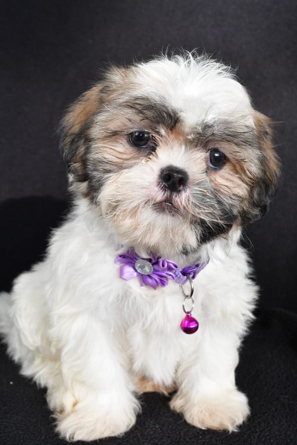 Miss Twinkle The Shihtzu - Image 2