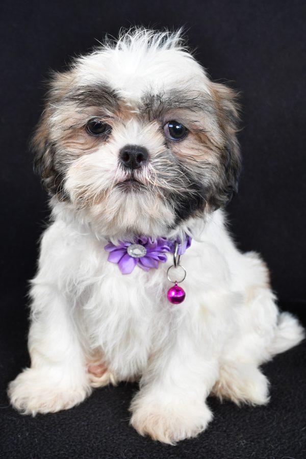 Miss Twinkle The Shihtzu