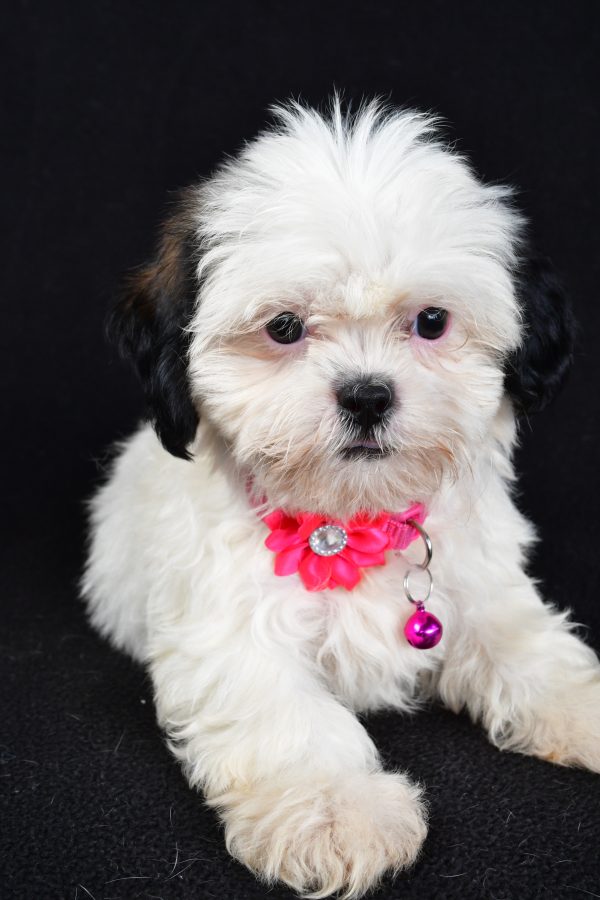Miss Tammy The Shihtzu - Image 4