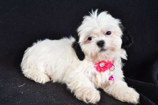 Miss Tammy The Shihtzu - Image 5