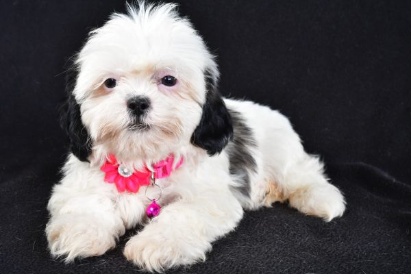 Miss Tammy The Shihtzu - Image 3