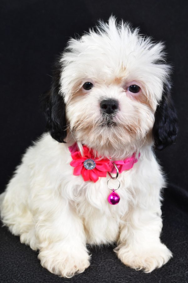 Miss Tammy The Shihtzu - Image 2