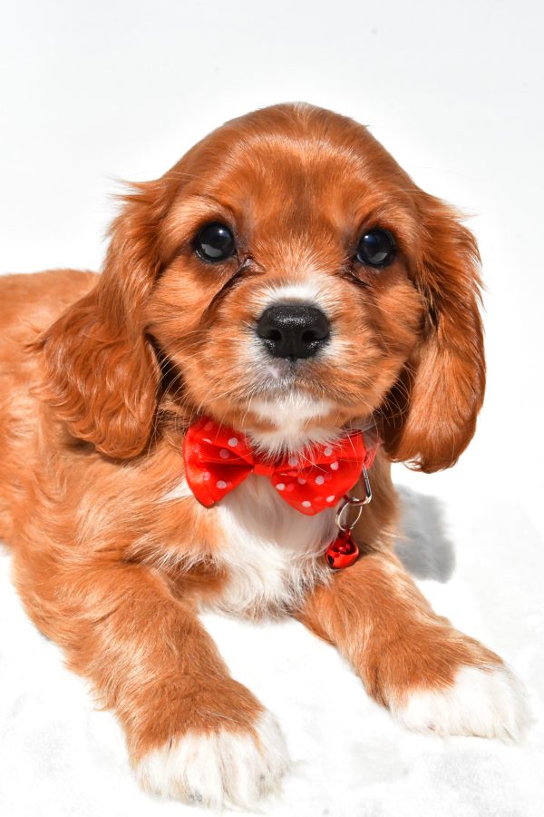 Mr Patrick The Cavalier King Charles - Image 3