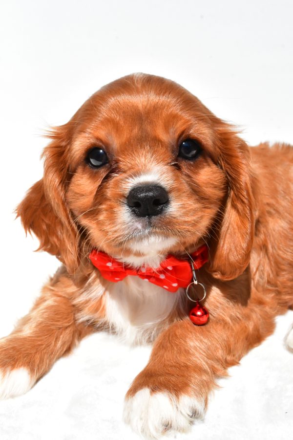 Mr Patrick The Cavalier King Charles - Image 5