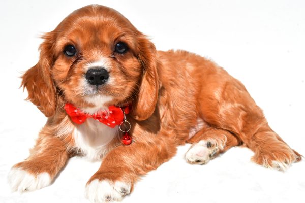 Mr Patrick The Cavalier King Charles - Image 6