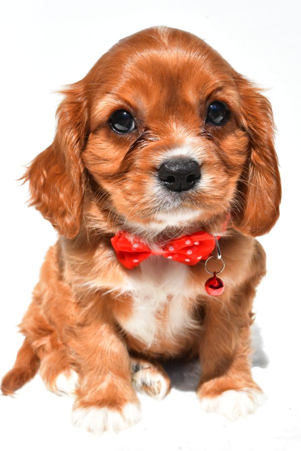 Mr Patrick The Cavalier King Charles - Image 2