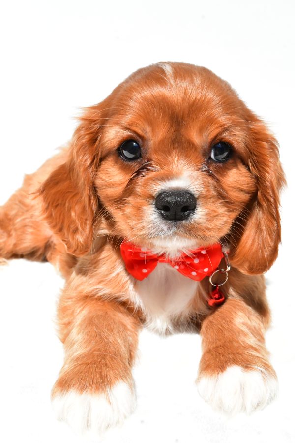 Mr Patrick The Cavalier King Charles - Image 4