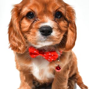 Mr Patrick The Cavalier King Charles