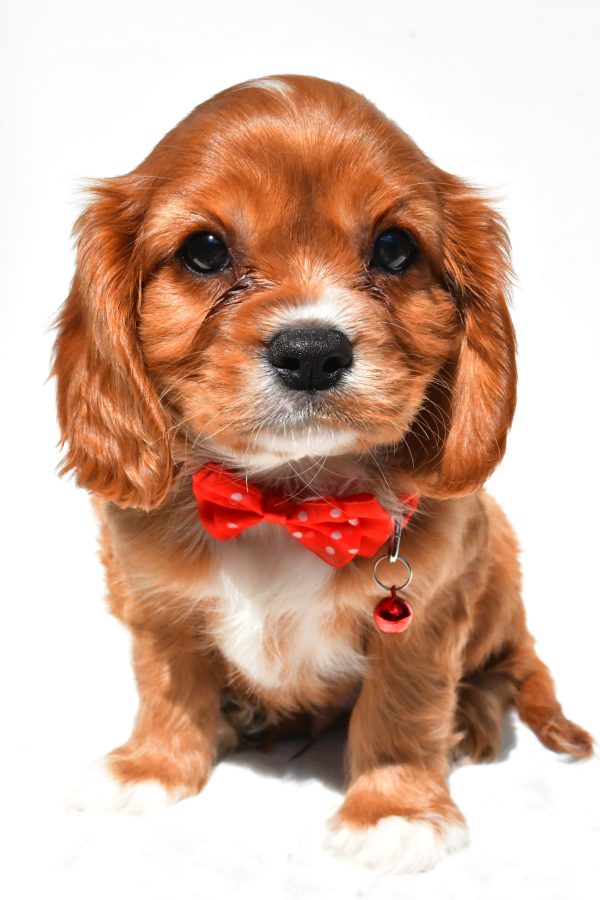 Mr Patrick The Cavalier King Charles