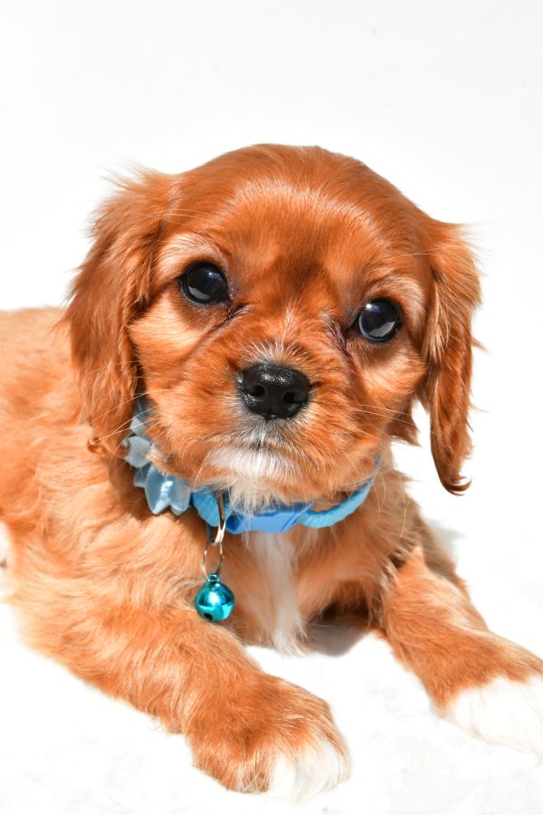 Miss Princess The Cavalier King Charles - Image 3